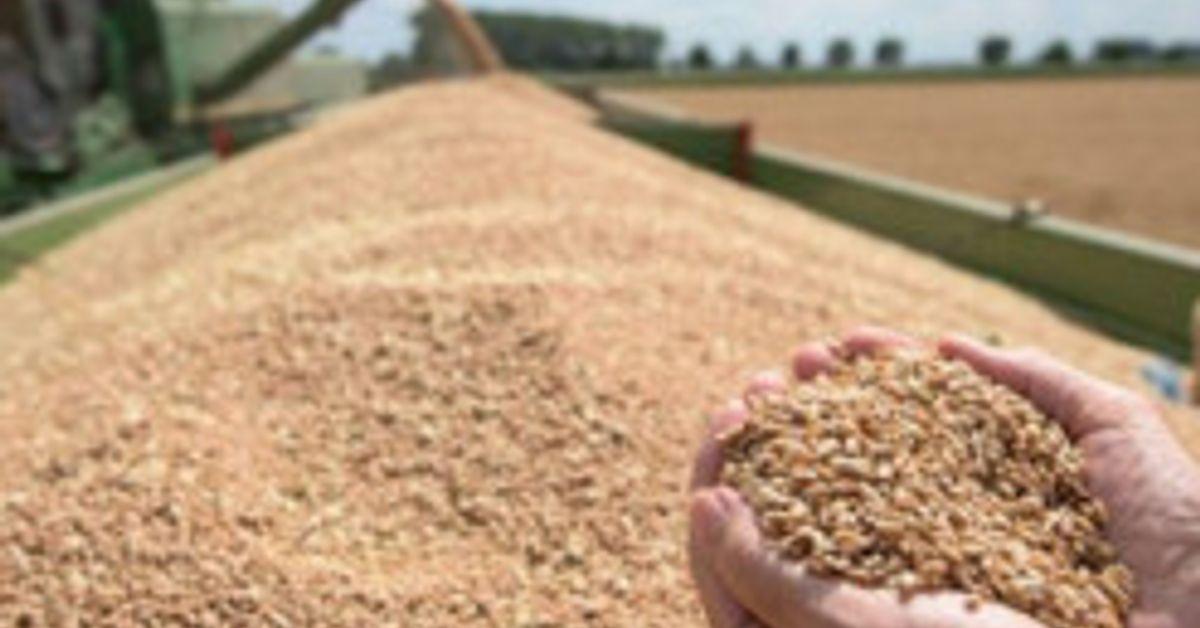 Крадіжка не допомогла: Росія заявила про зрив планів експорту зерна.