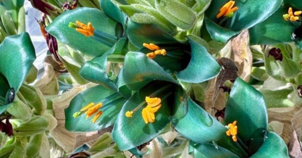 «Сапфірова вежа»: унікальна рослина зацвіла вперше за 20 років.